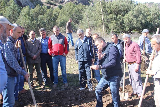 SOSYAL YARDIMLAŞMA VAKFINA CEVİZ ORMANI