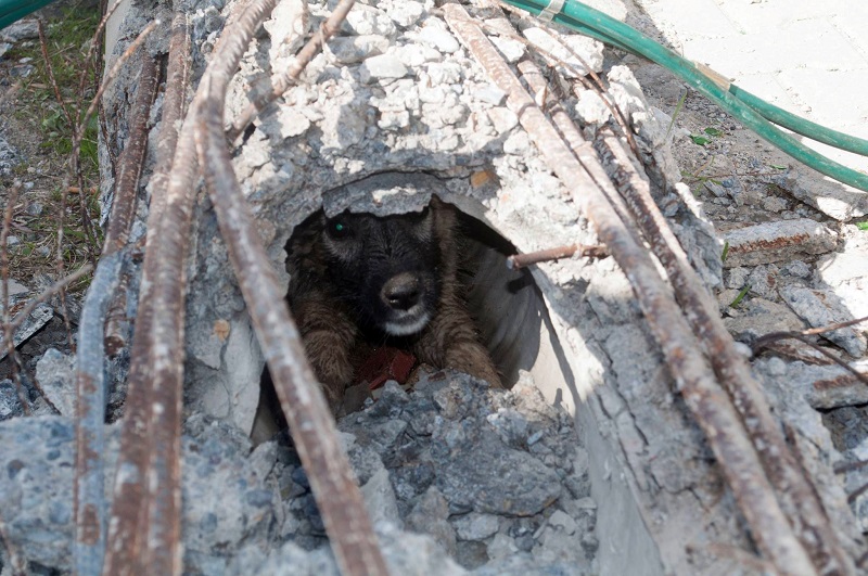 ÇORUM’DA KÖPEK KURTARMA OPERASYONU