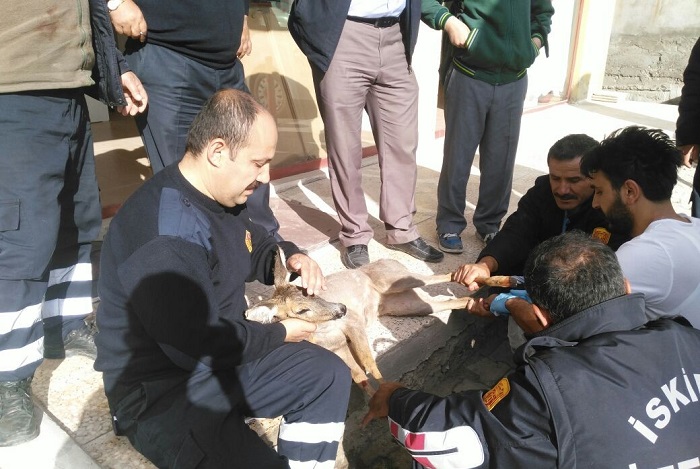 YOLUNU ŞAŞIRAN CEYLAN MERKEZE İNDİ