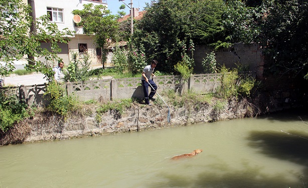 SU KANALINA DÜŞEN KÖPEK BÖYLE KURTARILDI