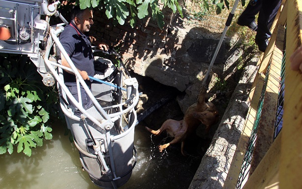 ÇORUM’UN OSMANCIK İLÇESİNDE SULAMA KANALINA DÜŞEN KÖPEK, İTFAİYE EKİPLERİ TARAFINDAN KURTARILDI. (İSMAİL KABAKDERE/ÇORUM-İHA)