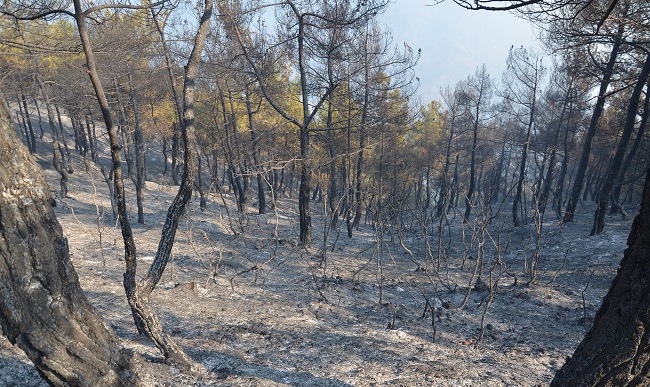 55 HEKTAR ORMANLIK ALANIN ZARAR GÖRDÜĞÜ YANGININ ÇIKIŞ NEDENİ HENÜZ BELİRLENEMEDİ (İSMAİL KABAKDERE - TURAN OZAN ACAR/ÇORUM-İHA)