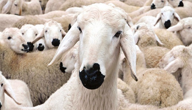 kurbanlık hayvan (1)