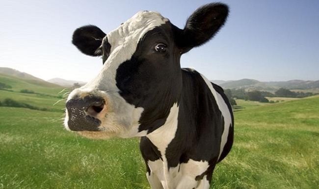 kurbanlık hayvan (3)