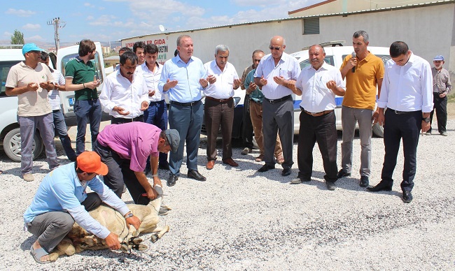 MAHALLELİ 30 YIL SONRA ATILAN ASFALT İÇİN KURBAN KESTİ (SERKAN ŞANSEVER/ÇORUM-İHA)