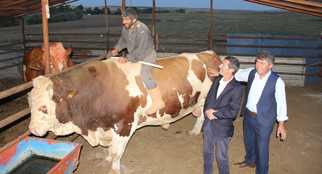 ÇORUMLU BESİCİ MÜFİT GÜRSES TARAFINDAN YETİŞTİRİLEN ŞAHİN ADLI KURBANLIK ÖNÜMÜZDEKİ GÜNLERDE ANKARA'YA GÖNDERİLECEK. (M. MUTTALİP YALÇIN/ÇORUM-İHA)