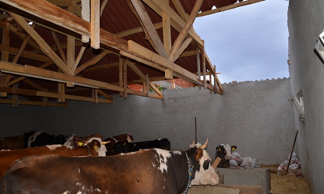 OSMANCIK'IN DANİŞMENT KÖYÜNDE ŞİDDETLİ FIRTINADAN AHIRLARIN ÇATILARI UÇTU. (İSMAİL KABAKDERE/ÇORUM-İHA)