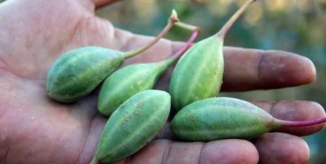 DOĞAL VİAGRA OLARAK DA ADLANDIRILAN KAPARİ BİTKİSİNİN ÇİÇEĞİ, YAPRAĞI, TAZE DALI VE MEYVESİ EKONOMİK OLARAK DEĞERLENDİRİLİRKEN, ALMANLAR KAPARİ’NİN 472 ÇEŞİT TURŞUNU YAPIYOR. (BEKİR TOSUN/MUĞLA-İHA)