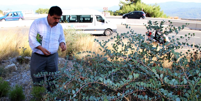 KAPARİ BİTKİSİ MUĞLA'DA GÜNEY YAMAÇLARDA DOĞAL ORTAMDA YETİŞİYOR. (BEKİR TOSUN/MUĞLA-İHA)