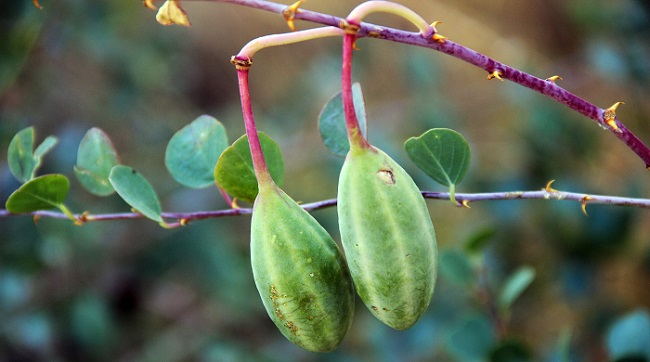 ÇORUM’UN KAPARİ BİTKİSİNDEKİ MUCİZE