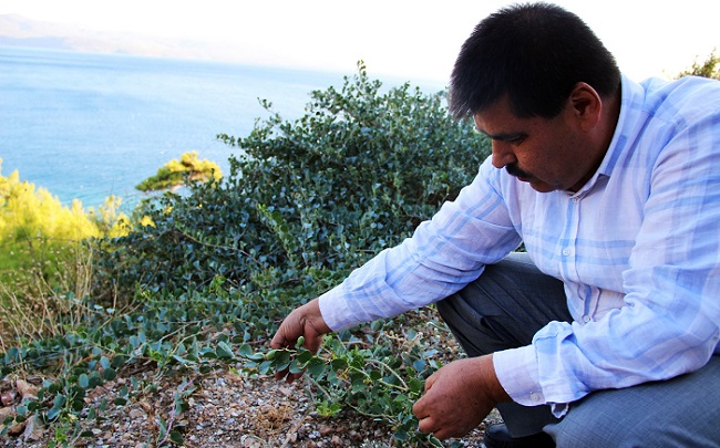 MUĞLA ORMAN BÖLGE MÜDÜRLÜĞÜ ORMAN DIŞI ÜRÜNLER ŞUBE MÜDÜRÜ YÜKSEL YANMADIK KAPARİ BİTKİSİNİN EKONOMİK OLARAK DEĞERLENDİRİLMESİNİ İSTEDİ. (BEKİR TOSUN/MUĞLA-İHA)