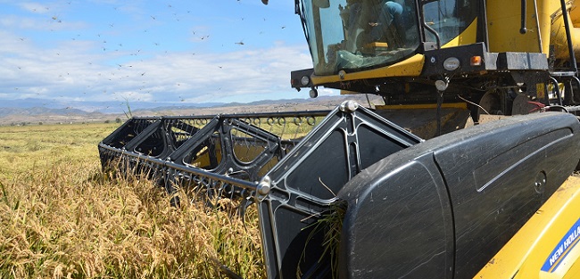 ÇORUM'UN OSMANCIK İLÇESİNDE 'BEYAZ ALTIN' OLARAK ADLANDIRILAN ÇELTİĞİN HASADI BAŞLADI. BİÇERDÖVERLE HASAT EDİLEN ÇELTİK, TRAKTÖRLE KURUTULMAK ÜZERE HARMANA GÖTÜRÜLÜYOR. (İSMAİL KABAKDERE/ÇORUM-İHA)