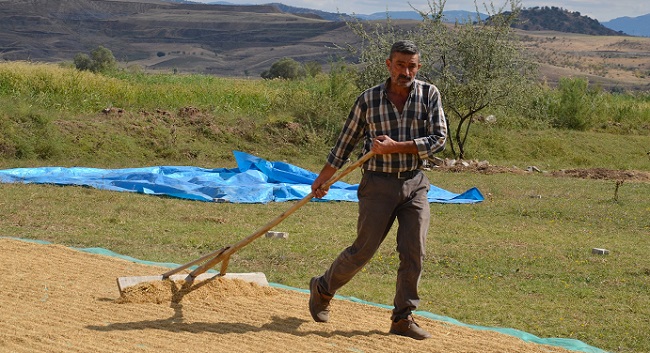 BİÇİMİ YAPILAN ÇELTİK, HARMANLARDA KURUTULUYOR. (İSMAİL KABAKDERE/ÇORUM-İHA)