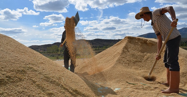 ÇORUM’DA BEYAZ ALTIN HASADI BAŞLADI