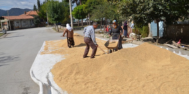 ÇORUM'UN OSMANCIK İLÇESİNDE ÇELTİK ÜRETİCİSİ, HARMAN SIKINTISI NEDENİYLE ÇELTİĞİ CADDE VE SOKAKTA KURUTUYOR. (İSMAİL KABAKDERE/ÇORUM-İHA)