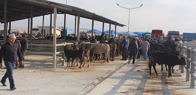 SUNGURLU BELEDİYESİ TARAFINDAN YAPIMI TAMAMLANAN HAYVAN PAZARI HİZMETE GİRDİ (SERKAN ŞANSEVER/ÇORUM-İHA)
