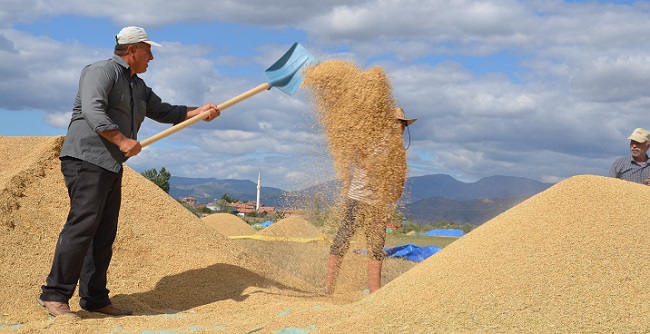 ÇORUMLU ÜRETİCİ ÇELTİK FİYATINDAN MEMNUN