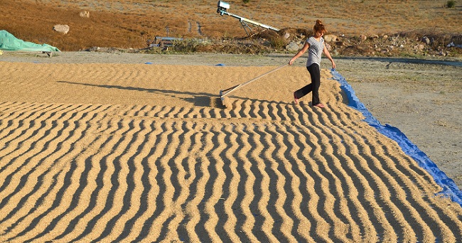 ÇORUM’UN OSMANCIK İLÇESİNDE ÇELTİK ÜRETİCİLERİ, TABAN FİYATLARIN EYLÜL AYINDA AÇIKLANMASINI İSTEDİ. (İSMAİL KABAKDERE/ÇORUM-İHA)