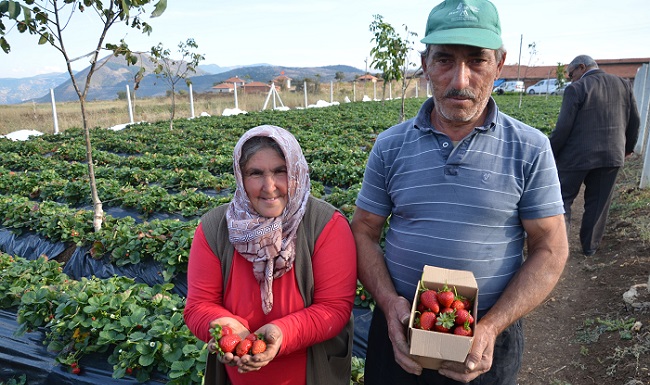 KÖYLÜNÜN GEÇİM KAYNAĞI ÇİLEK OLDU