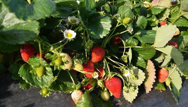 DİKENLİ ÇİLEĞİ KALİTESİYLE PAZARDA KENDİNİ ARATTIYOR. (İSMAİL KABAKDERE/ÇORUM-İHA)