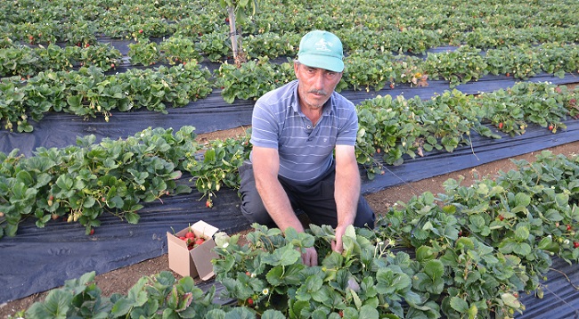 ÇİLEK ÜRETİCİSİ SADIK GÜMÜŞ, DİKENLİ ÇİLEĞİNİN KALİTESİ VE YOĞUN AROMASI İLE PAZARDA EN ÇOK TERCİH EDİLEN OLDUĞUNU SÖYLEDİ. (İSMAİL KABAKDERE/ÇORUM-İHA)