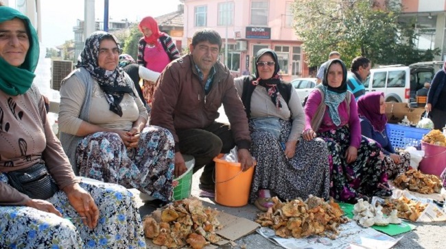 KARGI’DA MANTAR SEZONU BAŞLADI