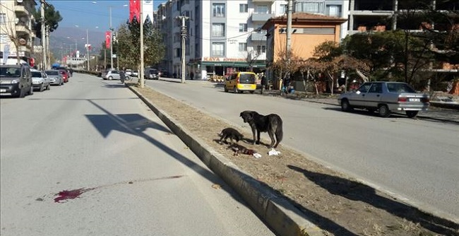 ÖLEN YAVRUSUNUN BAŞINDAN AYRILMADI
