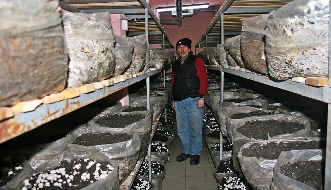 MUHTAR EVİN BODRUMUNDA MANTAR YETİŞTİRİYOR (SERKAN ŞANSEVER/ÇORUM-İHA)