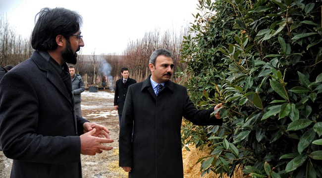 kentpark ağaçlar (11)