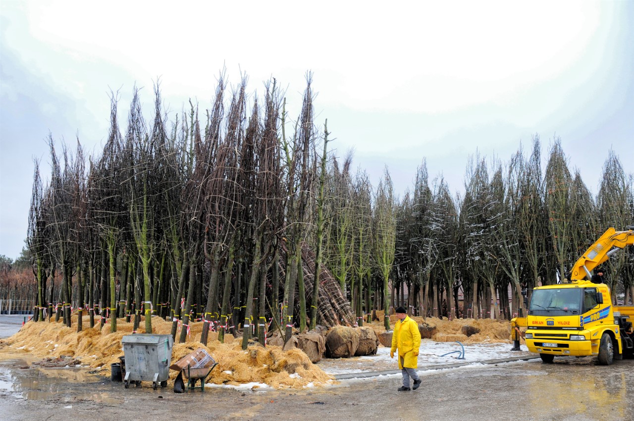 kentpark ağaçlar (2)