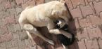 KEDİ VE KÖPEĞİN ÖRNEK DOSTLUĞU