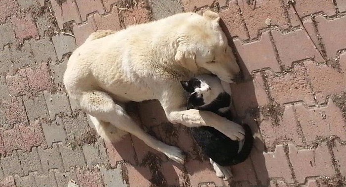 KEDİ VE KÖPEĞİN ÖRNEK DOSTLUĞU