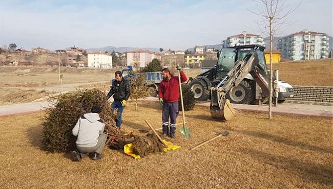 BELEDİYEDEN AĞAÇ DUYARLILIĞI