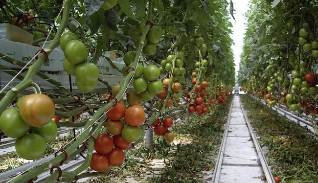 ÇORUM’DA 3 AYRI KURS AÇILACAK