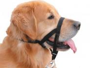 Köpeğin Güvenliği ve Sağlığı İçin Tasma Kullanımı Şart