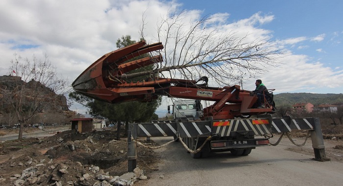 AĞAÇLAR İTİNAYLA SÖKÜLDÜ VE DİKİLDİ