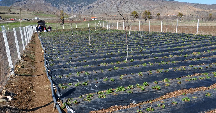 ÇORUM’UN DODURGA İLÇESİNE BAĞLI DİKENLİ KÖYÜNDE GEÇİM KAYNAĞI OLAN ÇİLEK TARLALARINDA ÜRETİCİLER YENİ SEZON İÇİN HAZIRLIKLARA BAŞLADILAR. (İSMAİL KABAKDERE/ÇORUM-İHA)