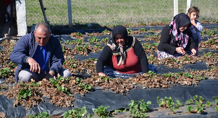 ÇİLEK SEZONU ÇORUM’DA BAŞLADI