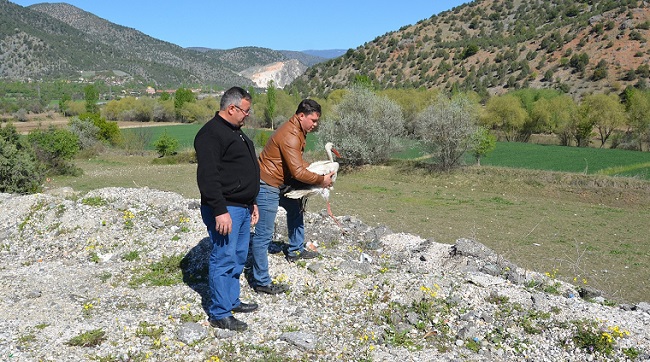 ÇORUM’UN OSMANCIK İLÇESİNDE KARAYOLLARI EKİPLERİ, YOL ÇALIŞMALARI SIRASINDA YARALI HALDE BULDUKLARI LEYLEĞE SAHİP ÇIKARAK İYİLEŞTİRDİKTEN SONRA DOĞAYA SALDI. (İSMAİL KABAKDERE/ÇORUM-İHA)