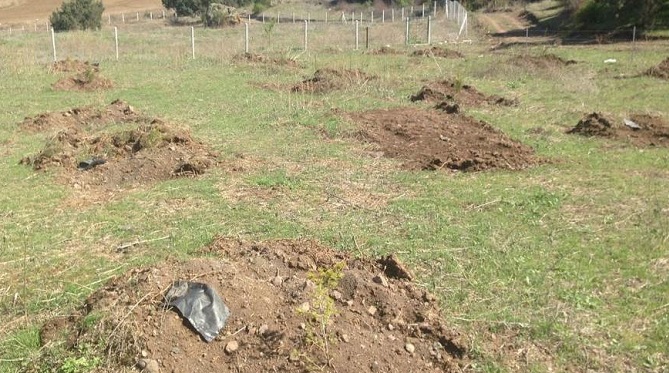 BEREKET ORMANINA 3 BİN FİDAN DİKİLDİ