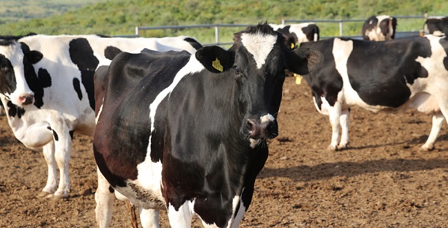 ÇORUM HAYVANCILIKTA MERKEZ OLACAK