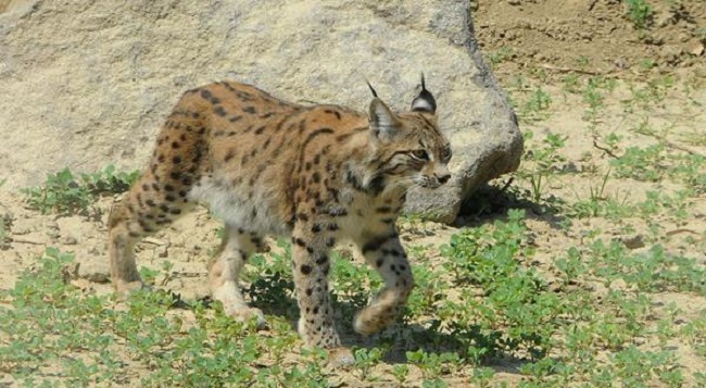 ÇORUM’DA O VAŞAK ÖLÜ BULUNDU
