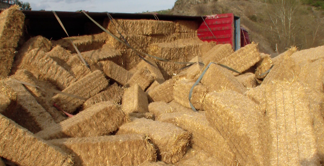 SAMAN BALYALARI CANINI ALDI