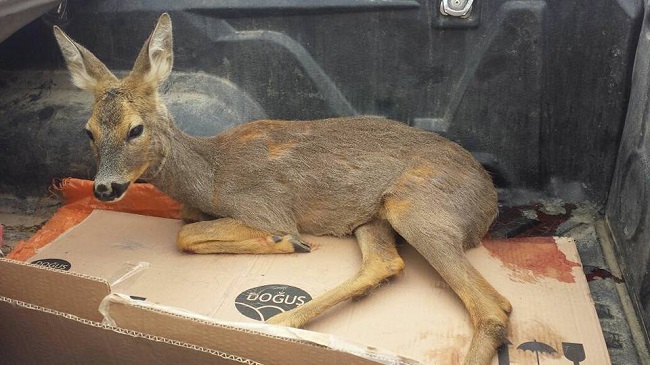 YARALI KARACA TEDAVİ ALTINA ALINDI