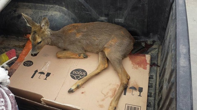 18556087_10155405387394235_4058226761657453313_n