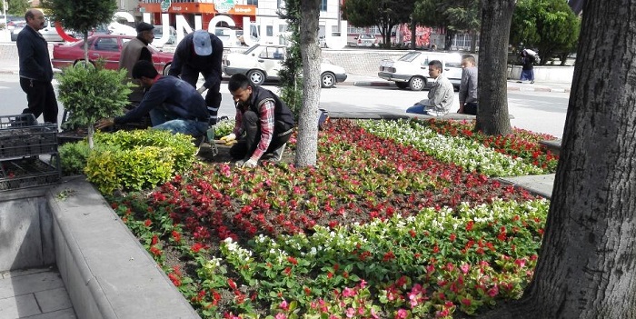 SUNGURLU ÇİÇEK AÇTI (SERKAN ŞANSEVER/ÇORUM-İHA)