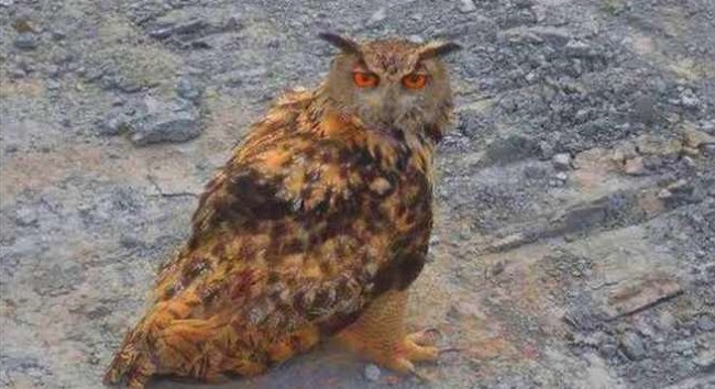 YARALI BAYKUŞ TEDAVİ ALTINA ALINDI