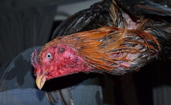 horoz dövüşü (2)