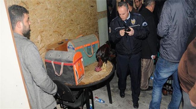 horoz dövüşü (3)