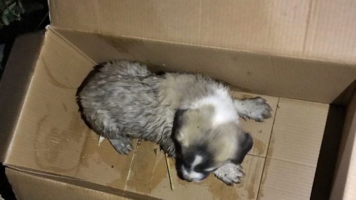 ÇORUM'UN SUNGURLU İLÇESİNDE İTFAİYE EKİPLERİ, BUDAKÖZÜ ÇAYI'NA DÜŞEN YAVRU KÖPEĞİ KURTARDI. (SERKAN ŞANSEVER/ÇORUM-İHA)